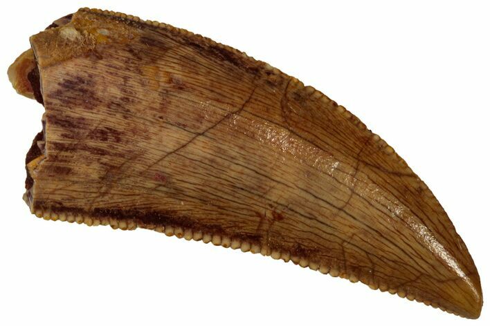 Serrated Raptor Tooth - Real Dinosaur Tooth #353400